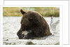 brown bear eating fish by Anonymous