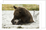 brown bear eating fish by Anonymous