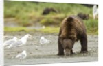 brown bear with sea gull by Anonymous