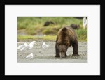 brown bear with sea gull by Anonymous
