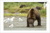 brown bear with sea gull by Anonymous