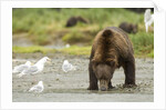 brown bear with sea gull by Anonymous