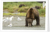 brown bear with sea gull by Anonymous