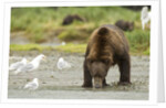 brown bear with sea gull by Anonymous