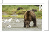 brown bear with sea gull by Anonymous
