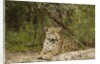 Jaguar resting by Anonymous