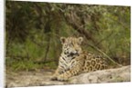 Jaguar resting by Anonymous