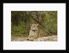 Jaguar resting by Anonymous