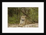 Jaguar resting by Anonymous