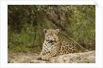 Jaguar resting by Anonymous