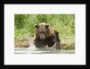 Brown bear jumping by Anonymous