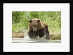 Brown bear jumping by Anonymous