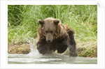 Brown bear jumping by Anonymous