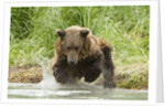 Brown bear jumping by Anonymous