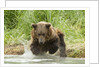 Brown bear jumping by Anonymous