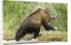 brown bear on river bank by Anonymous