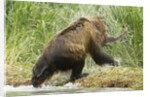 brown bear on river bank by Anonymous
