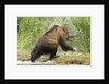 brown bear on river bank by Anonymous
