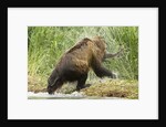 brown bear on river bank by Anonymous