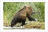 brown bear on river bank by Anonymous