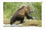 brown bear on river bank by Anonymous
