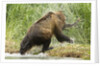 brown bear on river bank by Anonymous