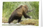 brown bear on river bank by Anonymous