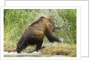 brown bear on river bank by Anonymous