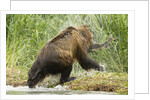brown bear on river bank by Anonymous