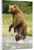 brown bear standing by Anonymous
