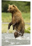 brown bear standing by Anonymous