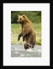 brown bear standing by Anonymous
