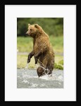 brown bear standing by Anonymous