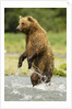 brown bear standing by Anonymous
