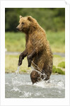 brown bear standing by Anonymous