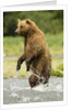 brown bear standing by Anonymous