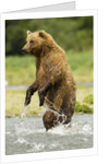 brown bear standing by Anonymous