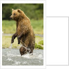 brown bear standing by Anonymous
