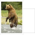 brown bear standing by Anonymous