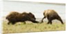 brown bears fighting over fish by Anonymous
