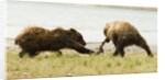 brown bears fighting over fish by Anonymous
