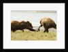 brown bears fighting over fish by Anonymous