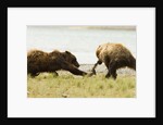 brown bears fighting over fish by Anonymous