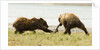 brown bears fighting over fish by Anonymous