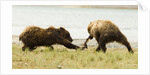 brown bears fighting over fish by Anonymous