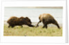 brown bears fighting over fish by Anonymous