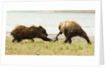 brown bears fighting over fish by Anonymous