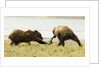 brown bears fighting over fish by Anonymous