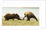 brown bears fighting over fish by Anonymous
