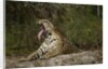 jaguar yawning by Anonymous